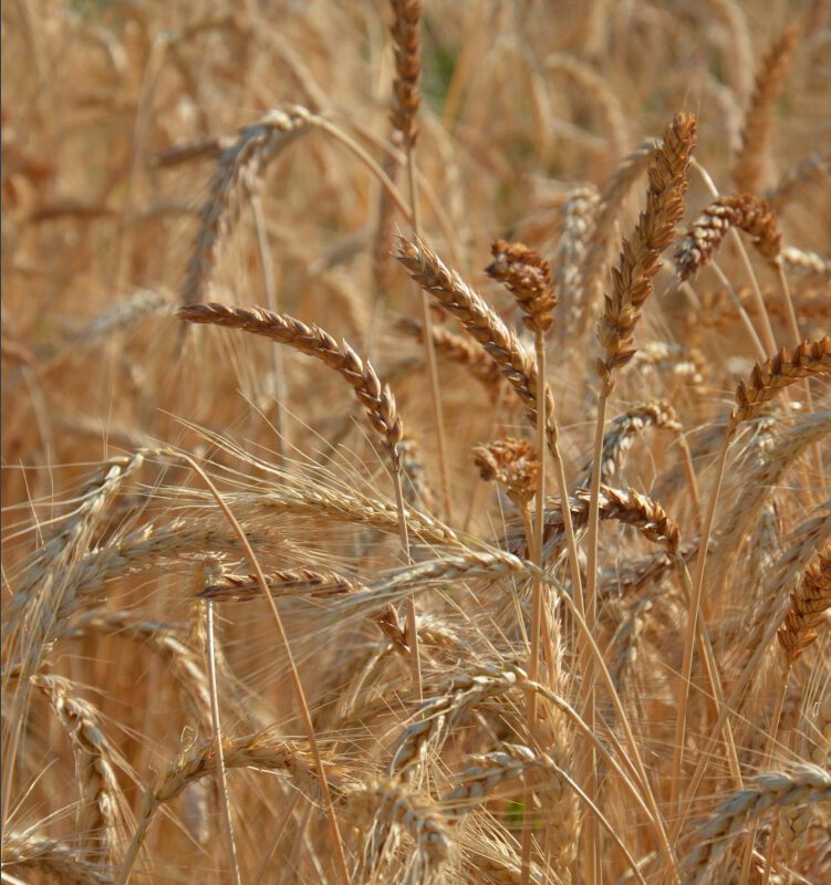 grani antichi di romagna 02