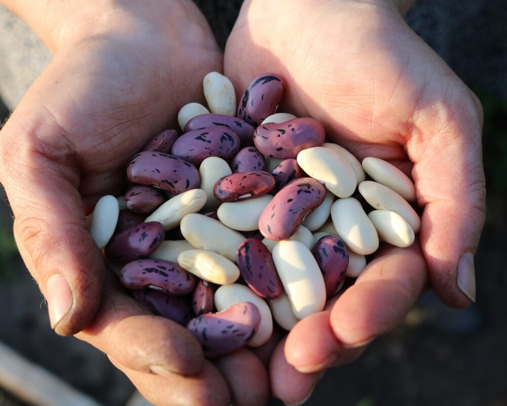 runner beans g8bffd626a 1920